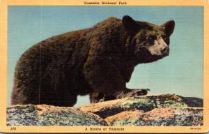 California Yosemite National Park Native Bear Curteich