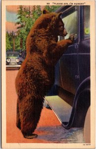Postcard Animal Bear begging at car door Please Sir I'm Hungry