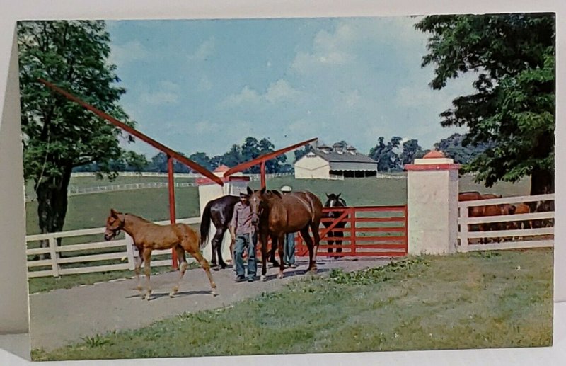 Calumet Farm Kentucky Horse Farm Man With Horses Vintage Postcard unposted