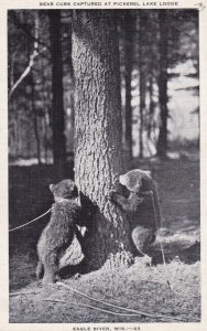 Bears Bear Cubs Captured At Pickerel Lake Lodge Eagle River Wisconsin