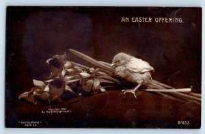 Binghamton New York NY Postcard RPPC Photo Easter Baby Chick And Flowers 1907