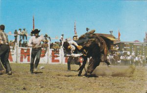 Bucking Horse Contest Calgary Stampede Alberta Canada