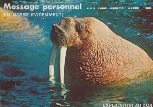 Walrus with Message French Comic Humour Real Photo Postcard