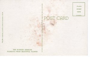 US    PC5120  SCARLET HIBISCUS, FLORIDA