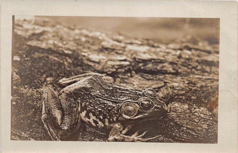 D91/ Frog Animal Real Photo RPPC Postcard c1910 Green Frog 1