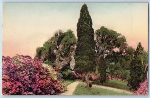 Charleston South Carolina Postcard Bank Azaleas Tall Cedar Middleton Place c1940