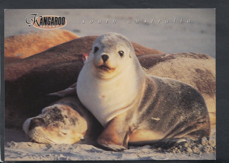 Animals Postcard - Seal Bay, Kangaroo Island, South Australia   RR3973