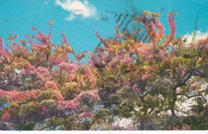 Hawaii Pink Shower Trees 1964