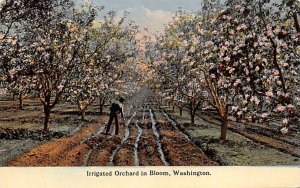 Irrigated Orchard in Bloom Washington, USA Farming Unused 