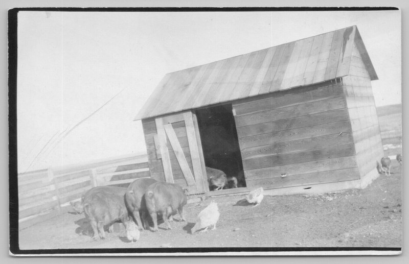 Farm: Real Photo Postcard~Hog House~Pig Pen~Chickens Pecking Around~c1912 RPPC 