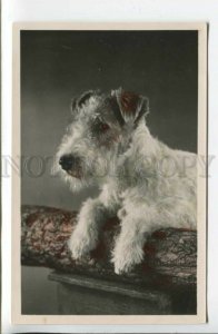 440226 Hunt FOX TERRIER Dog Old PHOTO tinted postcard