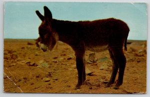 Baby Burro Mexican Donkey Riddle In Message To Think & Grin NJ Postcard R28
