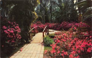 Rustic Bridge in Setting of Azaleas  Cypress Gardens FL