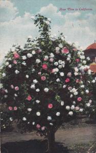 Rose Tree in California pm Pasadena CA 1911