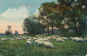 Rochester, New York - Sheep Grazing in Genesee Valley Park - pm 1910 - DB