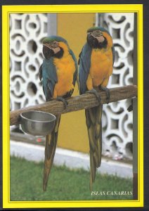 Animals Postcard-Birds- Tenerife Parrots, Loro Parque, Puerto De La Cruz RR1333