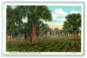 1936 A Bean Field Lower Rio Grande Valley Texas TX Posted Vintage Postcard