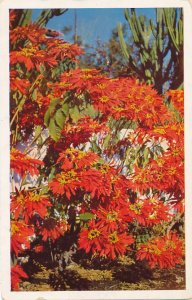 Poinsettia Euphorbia Pulcherrima CA California Common Christmas Flower Roadside