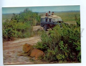 454046 ORAN jeep safari and lion thicket lenticular 3D postcard