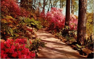 Vtg Mobile Alabama AL Bellingrath Gardens Indica Azaleas in Bloom Postcard