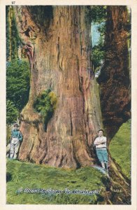 Giant Cedar Tree in the Northwest, Oregon - WB