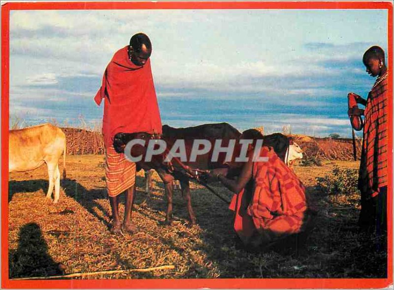 Postcard Modern Kenya Maasai Prepare to Bleed Cattle