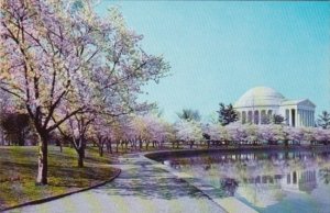 Washington D C Jefferson Memorial With Cherry Blossoms