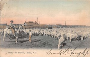 Oakes North Dakota Sheep Market Vintage Postcard CC4225