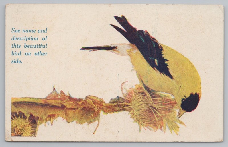 Animal~American Goldfinch & Info On Back~Vintage Postcard 