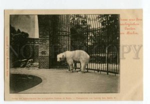 493155 Gruss Aus ZOO Zoologischen Garten Berlin polar bear Vintage GERMANY