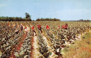 Harvesting Tobacco Unused 