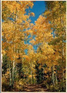 Quaking Aspen Fall Millcreek Canyon Utah Postcard PC153