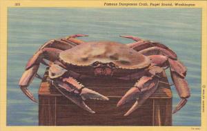 Famous Dungeness Crab Puget Sound Washington Curteich