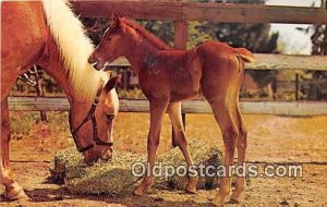 Horse Baby Color by Free Lance Photographers Guild, Inc Unused 