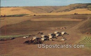 Pea Harvest - Walla Walla, Washington WA  