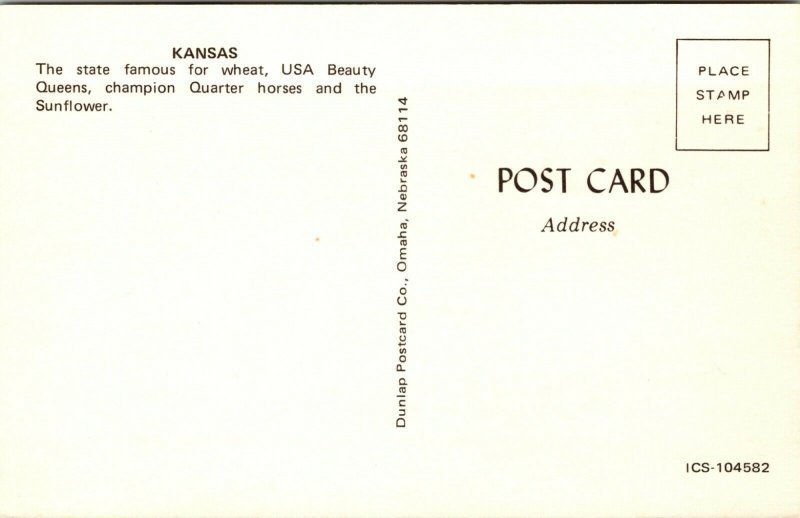 US HORSE SUNFLOWER STATE GREETINGS FROM KANSAS CHROME POSTCARD
