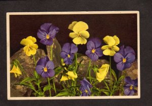 Switzerland Thor E. Gyger Violets Flowers Adelboden, Switzerland Postcard