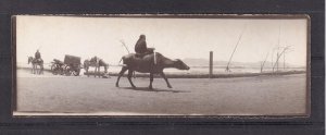 EGYPT, EGYPTIAN BUFFALO, c1910 real photo card.