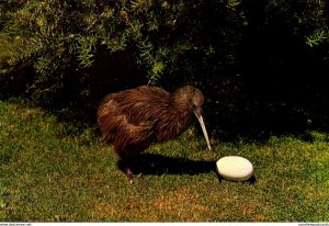 New Zealand The Kiwi Native Flightless Bird With Egg