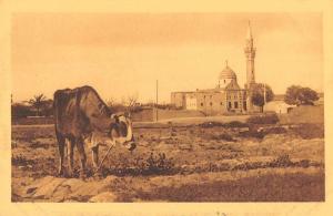 Group Of 8 Alexandria Egypt Port Said Misc Scene Antique Postcards K40594