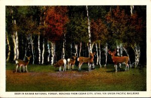 Deer In Kaibab National Forest Reached From Cedar City Utah Via Union Pacific...