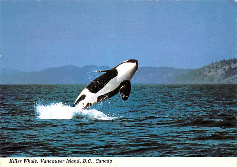 Killer Whale - Vancouver Island, Canada, British Columbia