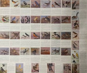 Lot of 42 birds topic postcards goose duck swallow owl sparrow robin woodpecker 