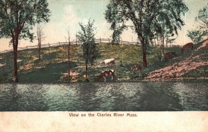 Vintage Postcard View On The Charles River Massachusetts MA New England News