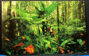 Vintage Postcard Hawaii Red Anthurium Giant Tree Ferns