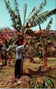 VINTAGE POSTCARD HARVESTING BANANAS IN JAMAICA POSTED 1967