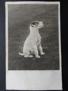 Dogs Theme FOX TERRIER PUPPY Wire Haired c1904 Postcard by C.W.Faulkner & Co