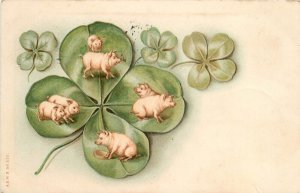 Meissner & Buch Postcard 370; Pigs in 4-Leaf Clover Vignette, Undivided Back