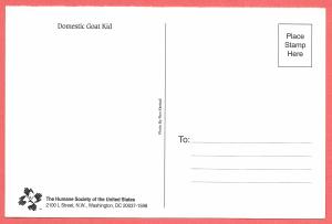 Domestic Goat Kid postcard