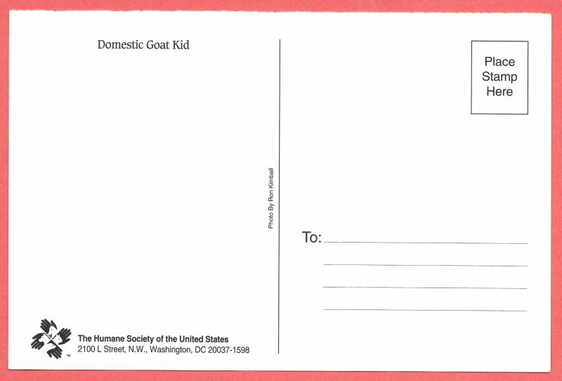 Domestic Goat Kid postcard